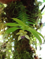 	Dichaea pendula	