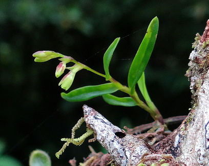 	Epidendrum miserrimum	