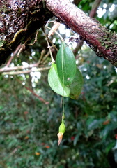 	Lepanthes dussii	