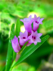 	Isochilus linearis	