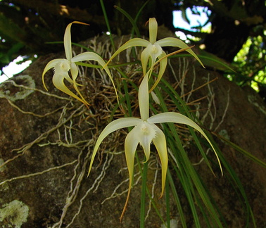 	Brassavola cucullata	