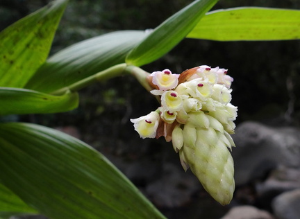 	Elleanthus dussii	