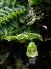 	Dichaea hystricina	