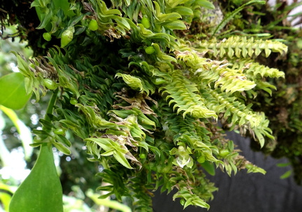 	Dichaea hystricina	