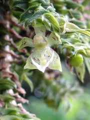 	Dichaea hystricina	