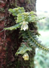 	Dichaea hystricina	