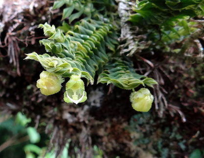 	Dichaea hystricina	