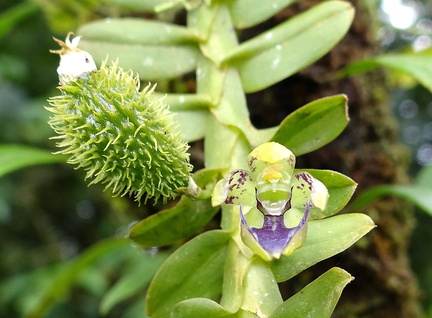 	Dichaea latifolia	