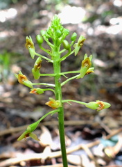 	Malaxis massonii	