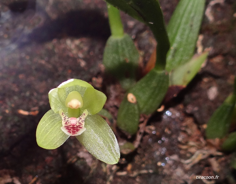 Fleur de Mormolyca pudica, (autre nom : Maxillaria acutifolia). Saint-Claude. DSC06452M1.jpg