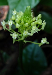 	Malaxis umbelliflora	