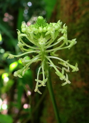 	Malaxis umbelliflora	