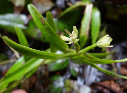 	Epidendrum antillanum	