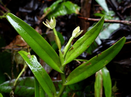 	Epidendrum antillanum	