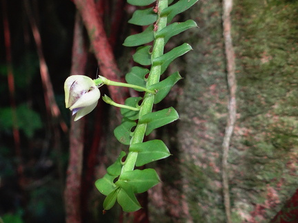 	Dichaea latifolia	