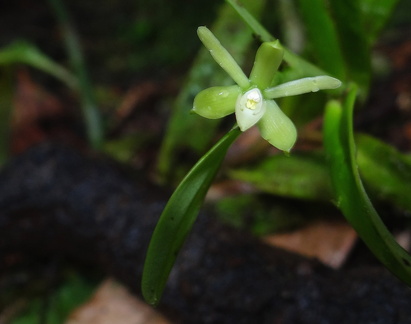 	Epidendrum antillanum	