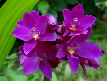 	Spathoglottis unguiculata