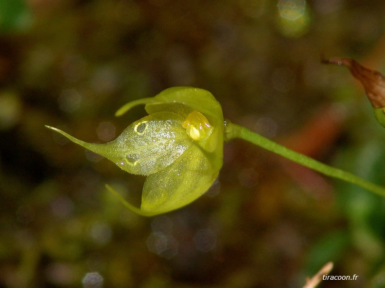 	Brachionidium sherringii	