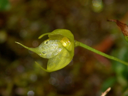 	Brachionidium sherringii	