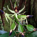 	Prosthechea cochleata	