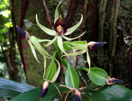 	Prosthechea cochleata	