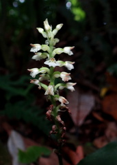 	Platythelys querceticola	