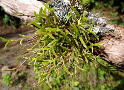 	Jacquiniella globosa	