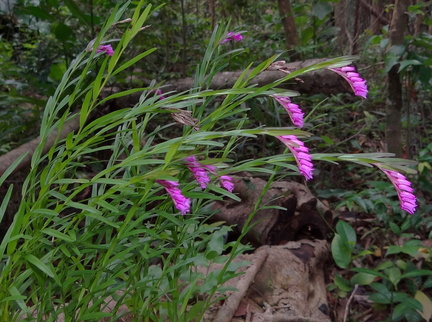 	Isochilus linearis	