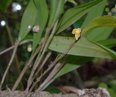 	Octomeria graminifolia	