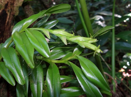 	Epidendrum rigidum	