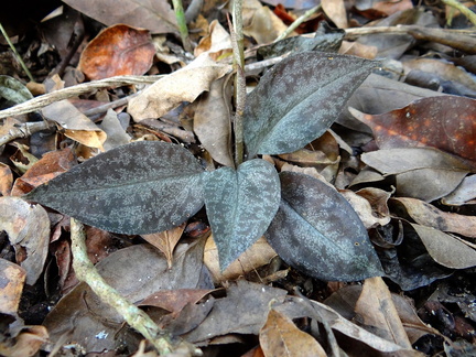 	Cyclopogon cranichoides	