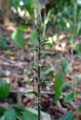 	Cyclopogon cranichoides	