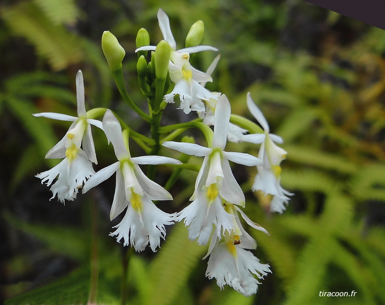 	Epidendrum revertianum	