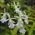 	Epidendrum revertianum	