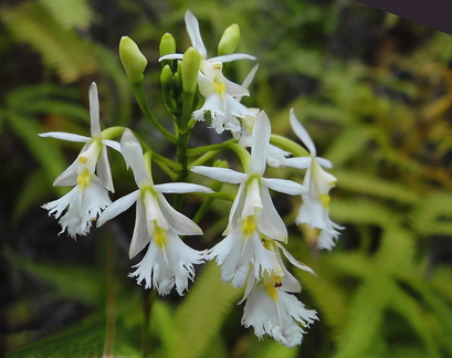 	Epidendrum revertianum	