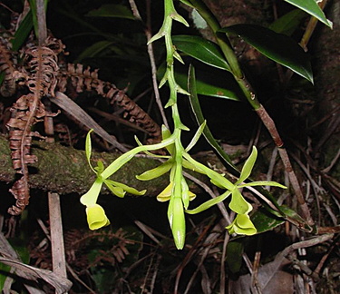 	Epidendrum jamaicense	