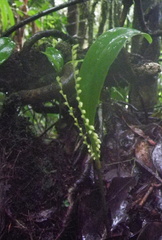 	Stelis perpusilliflora	