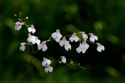 	Ionopsis utricularioides	