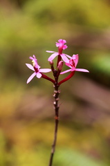 	Epidendrum rubroticum	