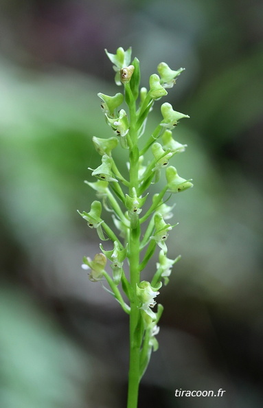 	Pseudocentrum guadalupense	