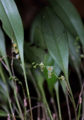 	Stelis dussii	