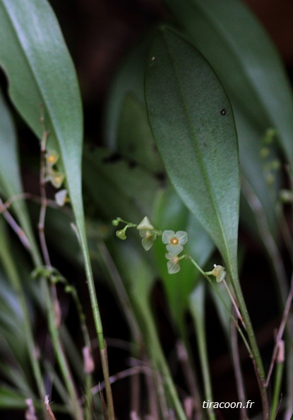 	Stelis dussii	