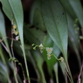 	Stelis dussii	