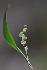 	Stelis dussii	