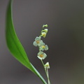 	Stelis dussii	