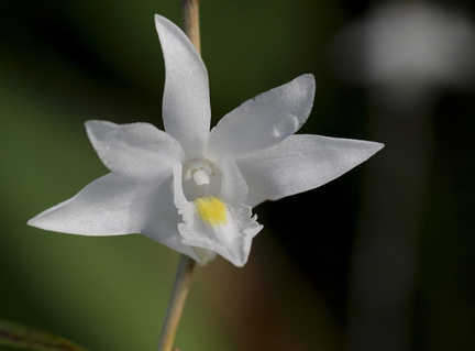 	Dendrobium crumenatum