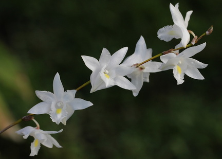 	Dendrobium crumenatum