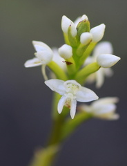 	Cranichis muscosa	