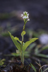 	Cranichis muscosa	