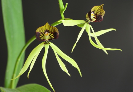 	Prosthechea cochleata	